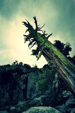 Dead Tree Full Of Life